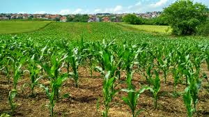 agriculture